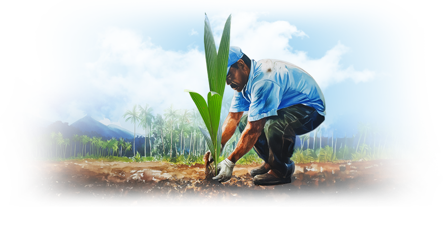 man planting a coconut