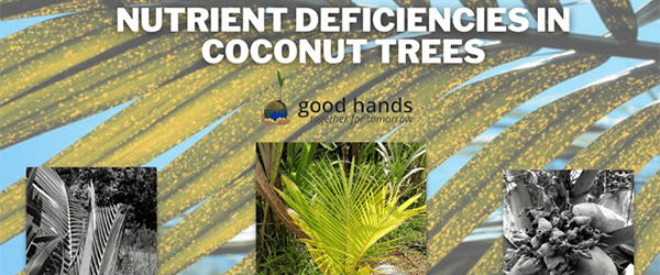 Nutrient Deficiencies in Coconut Trees