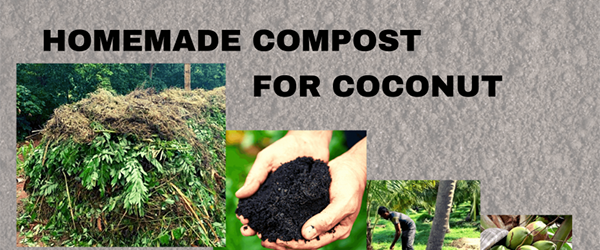 Homemade compost for coconut