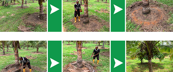 How to fertilize Coconut Trees in Sri Lanka