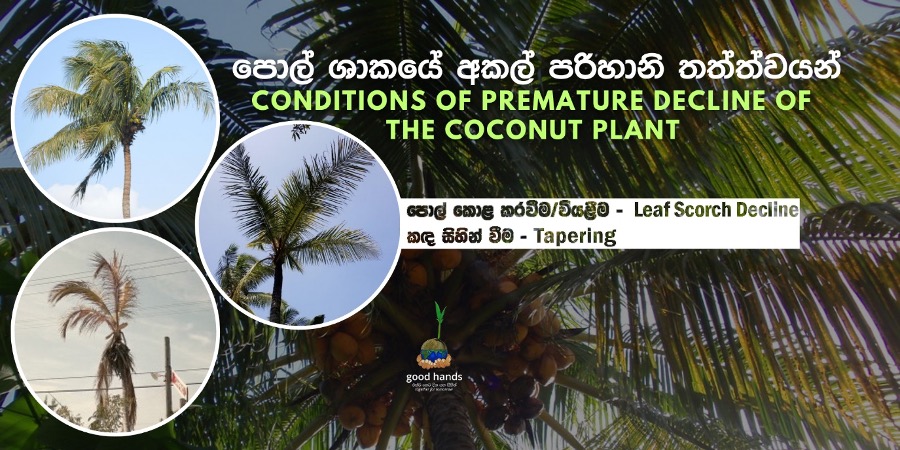 Conditions of premature decline of the coconut plant