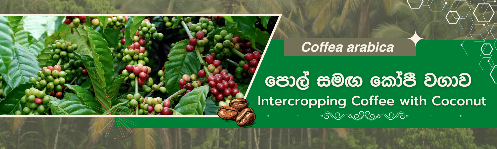 Coffee cultivation with coconut (Coffea arabica) 