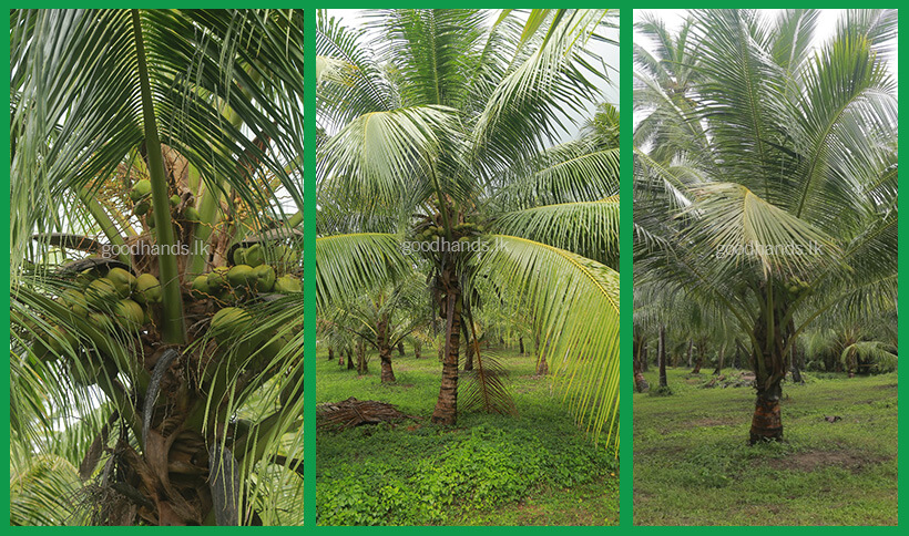 Planting Coconut Plants