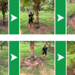 How to fertilize Coconut Trees in Sri Lanka