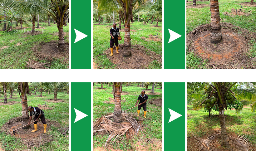 How to fertilize Coconut Trees in Sri Lanka