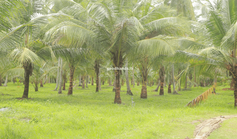 Managing Coconut Cultivation