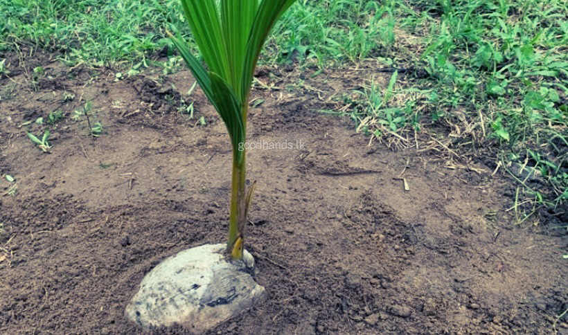 How to produce a coconut plant from a coconut – Gradual development from 1st month to 7th month