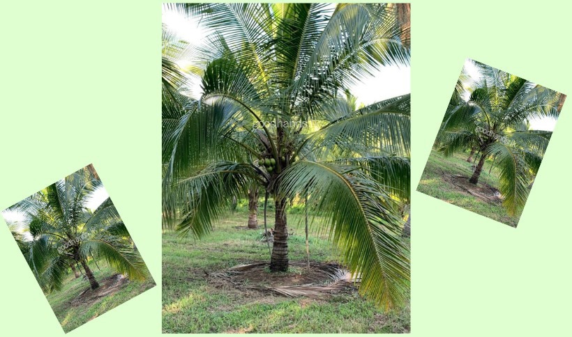 Gradual development of a coconut plant from 6th month to 5th year