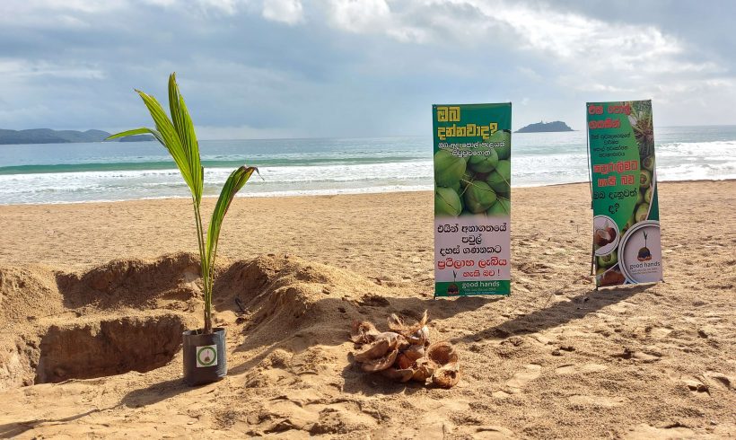 Coconut Seedling Distribution Project in Air Force holiday resort at marble beach Trincomalee by Good Hands Initiative with the objective of encouraging Sri Lankans to cultivate coconut.