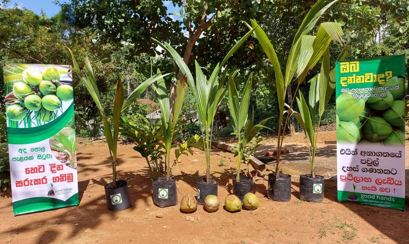 Distribution of Coconut Seedlings and Nursing of Coconut Seeds Project at “Suraliyasewana”, Centre for Women with Special Needs managed by The Department of Social Welfare, Probation and Childcare Services, Southern province by Good Hands Initiative