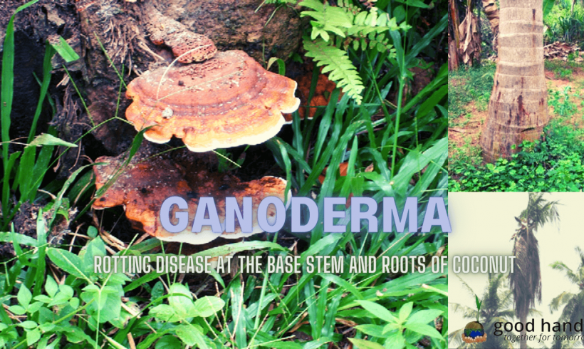 Ganoderma – Rotting disease at the base stem and roots of coconut