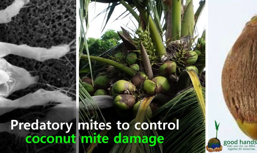 Biological control method – mites
