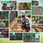 A series of projects carried out in Kalutara, Wadduwa and Bombuwala in the Kalutara District with the objective of creating interest and confidence among Sri Lankans in making coconut seedlings from coconut seed nursery at home.