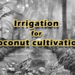 Irrigation for coconut cultivation