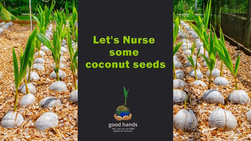 Let’s Nurse some coconut seeds