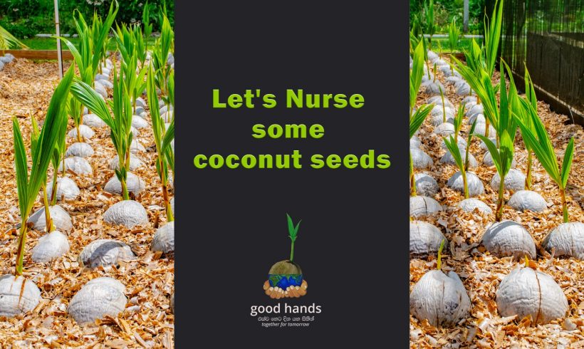 Let’s Nurse some coconut seeds