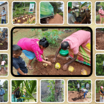 A series of programs carried out in Anuradhapura to expand the good hands concept of “Let’s make a coconut plant from a coconut seed nursery”