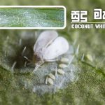 Coconut Whitefly Damage (Aleurodicus cocois)