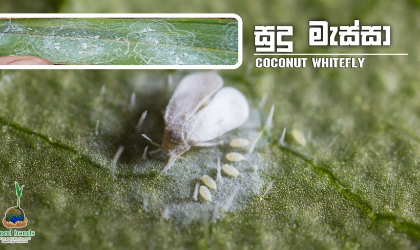 Coconut Whitefly Damage (Aleurodicus cocois)