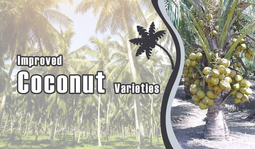 Improved Coconut Varieties / Hybrids