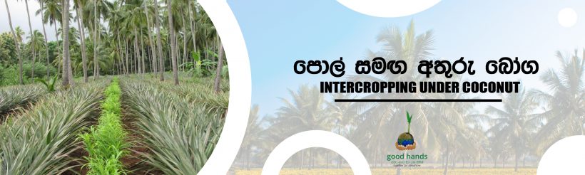 Intercropping under coconut in sri lanka