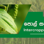 Intercropping Pepper with Coconut in Sri Lanka (Piper Nigrum)