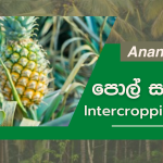 Intercropping Pineapple with Coconut In Sri Lanka(Ananas comosus)