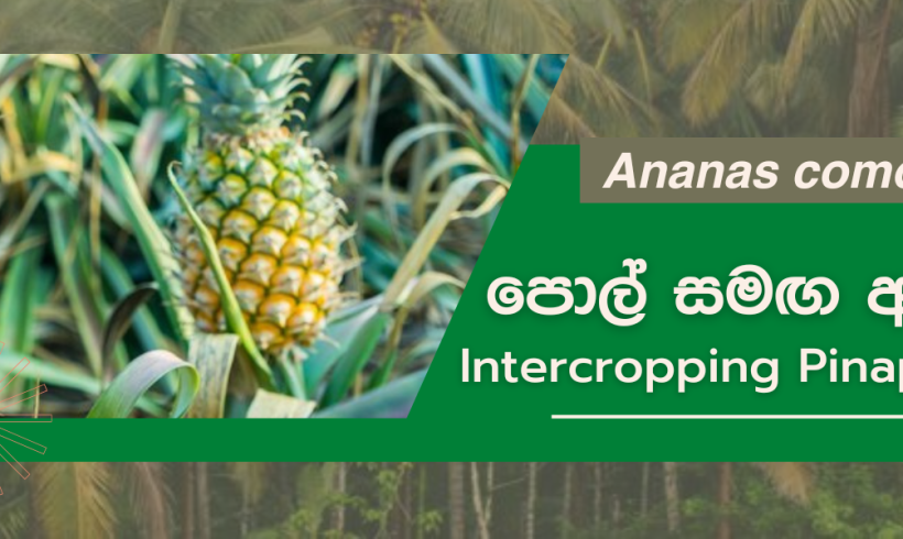 Intercropping Pineapple with Coconut In Sri Lanka(Ananas comosus)