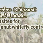 Parasites for Coconut whitefly control.(Encarcia guadeloupae)