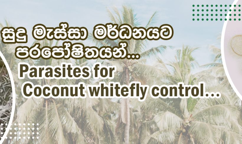 Parasites for Coconut whitefly control.(Encarcia guadeloupae)