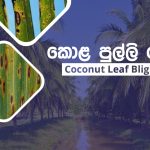 Coconut leaf blight disease