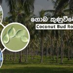 Coconut Bud Rot