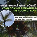 Conditions of premature decline of the coconut plant