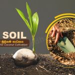 SOIL The Foundation for Coconut CultivationSOIL