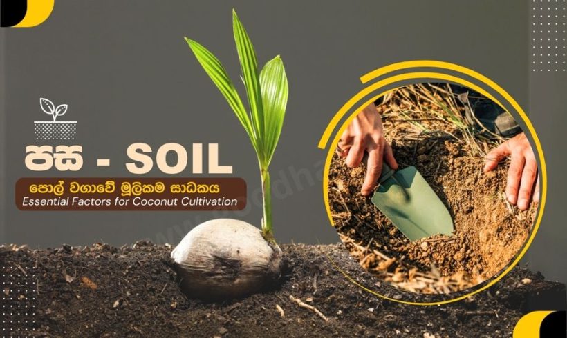 SOIL The Foundation for Coconut CultivationSOIL
