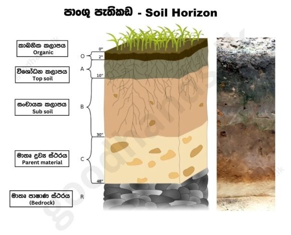 SOIL The Foundation for Coconut CultivationSOIL - goodhands